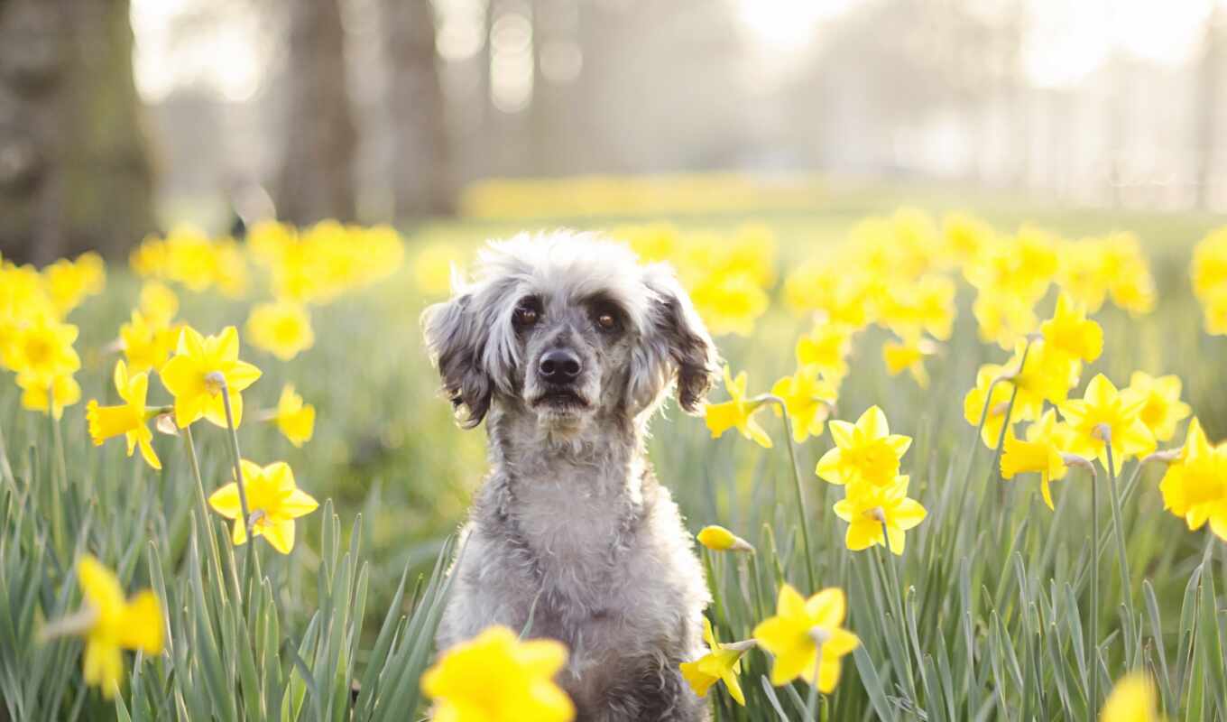 dog, spring