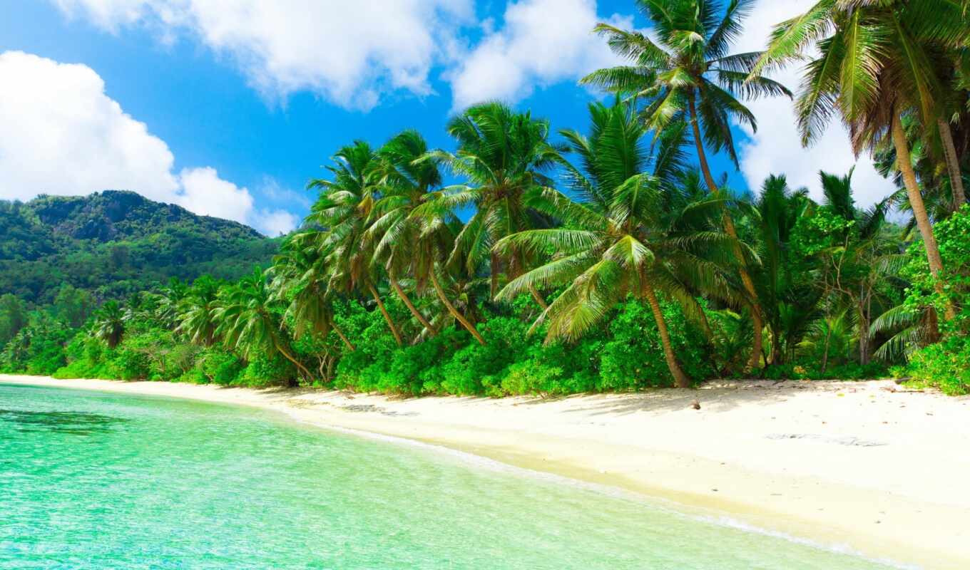 palm, пляж, oir, decoration, окно, море