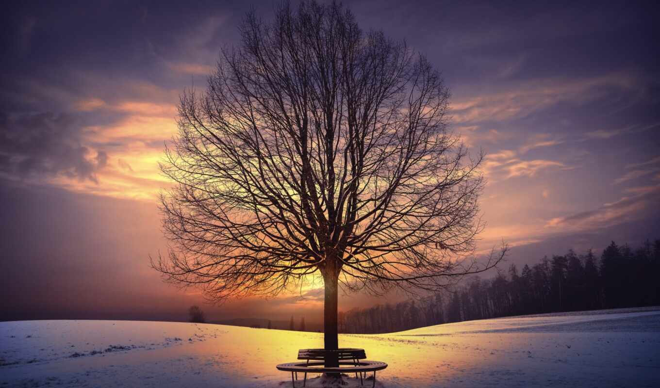 дерево, закат, небо, природа