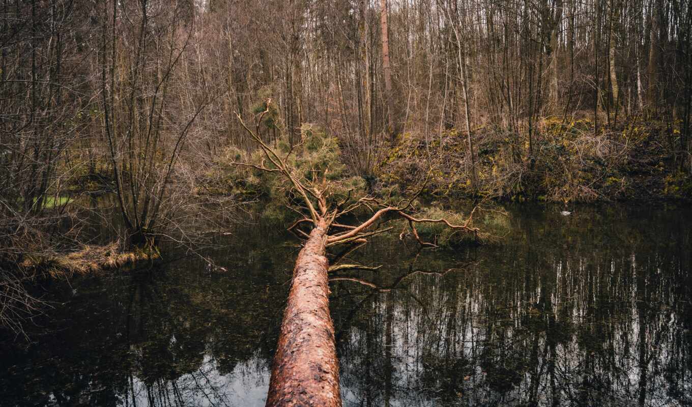 дерево, water, earth, fore