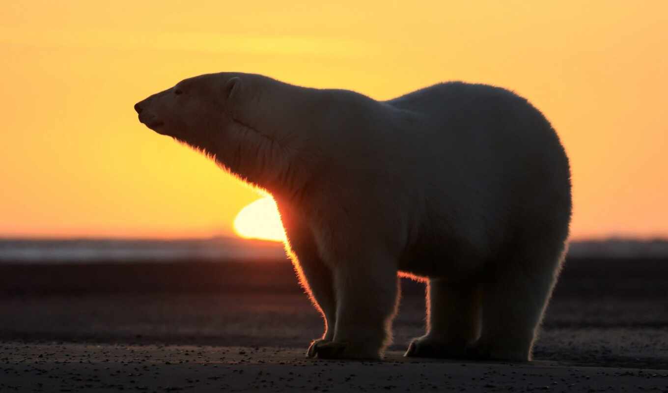 bear, sol, polar