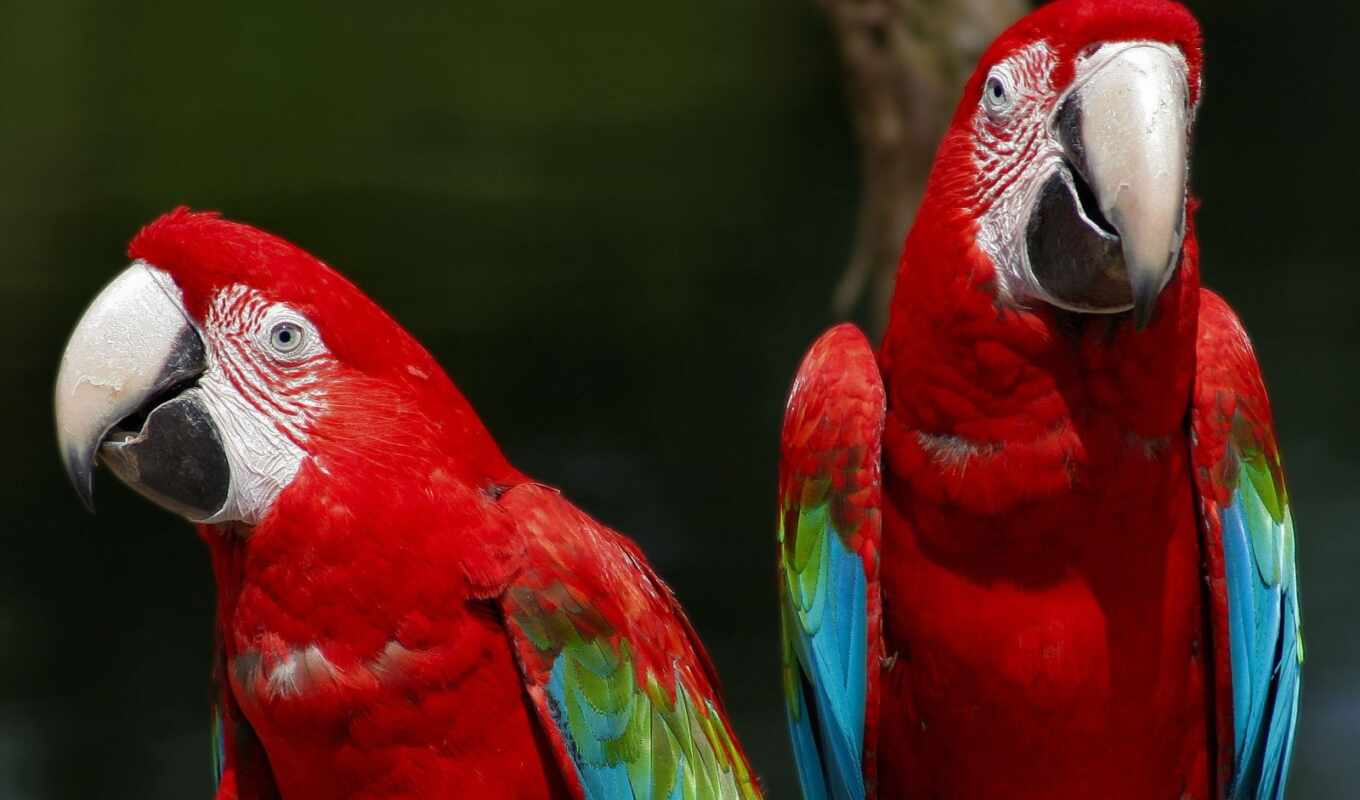 red, зелёный, птица, macaw