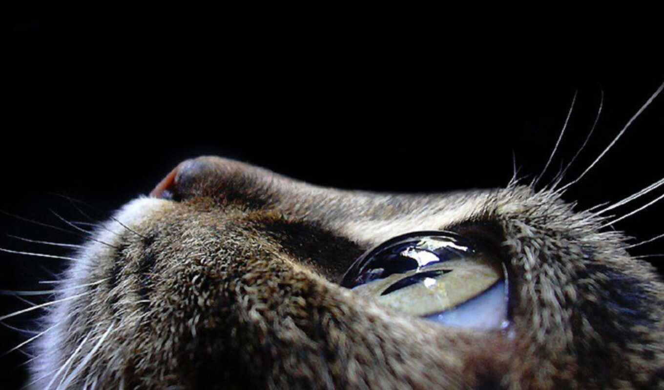 eye, cat, animal, closeup