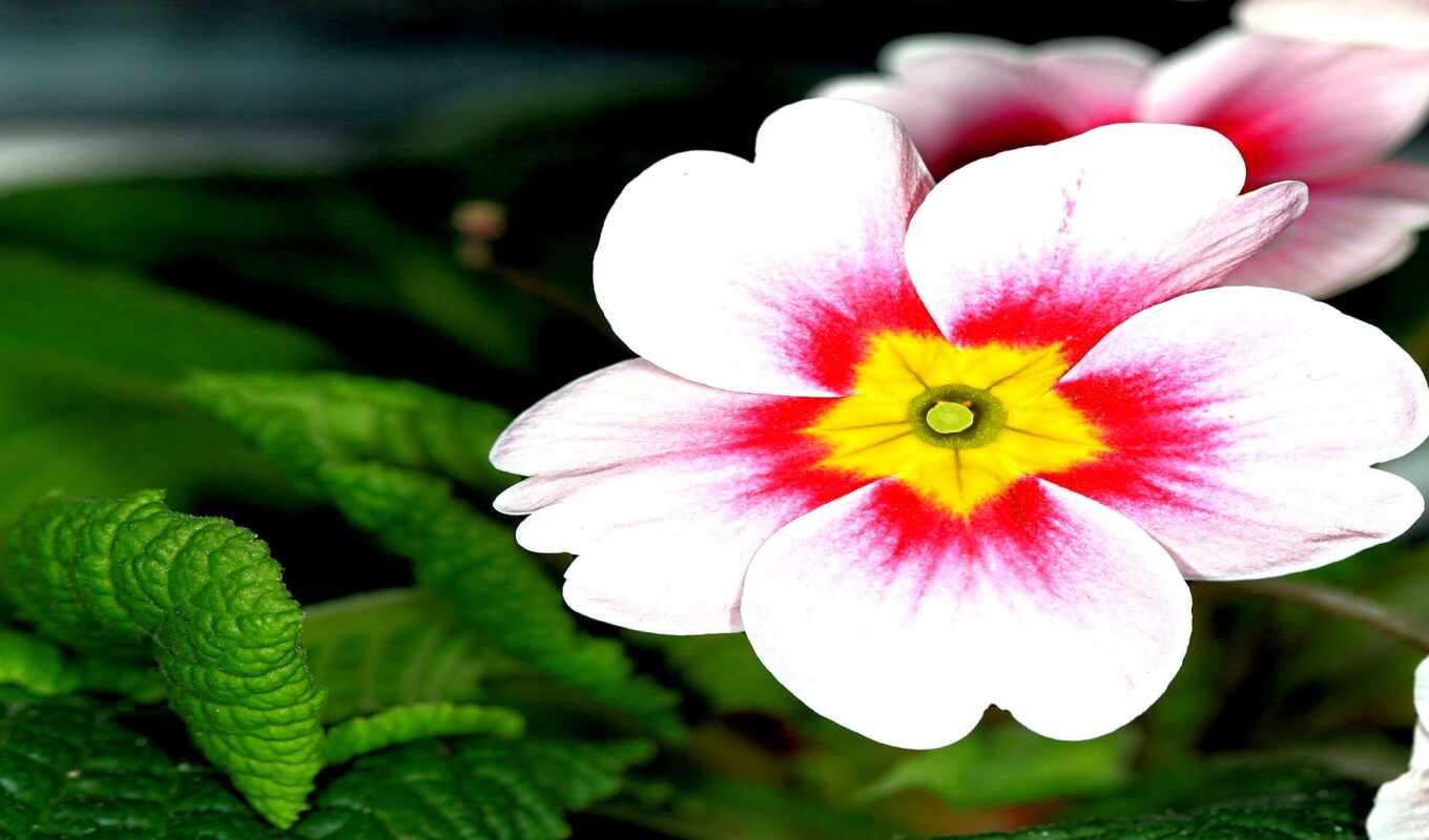 flowers, garden, the tool, primrose