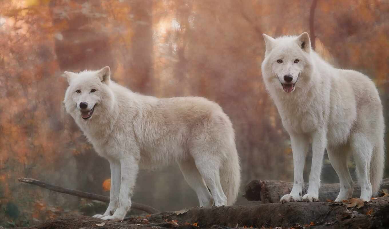 desktop, white, wolf, grey, pair