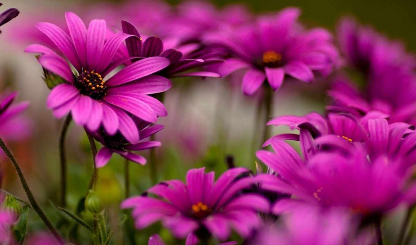 full, flowers, bright, flowers, cvety, purple, gerberas