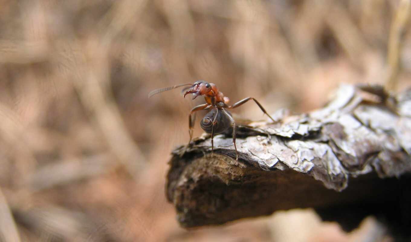 nature, macro, ant