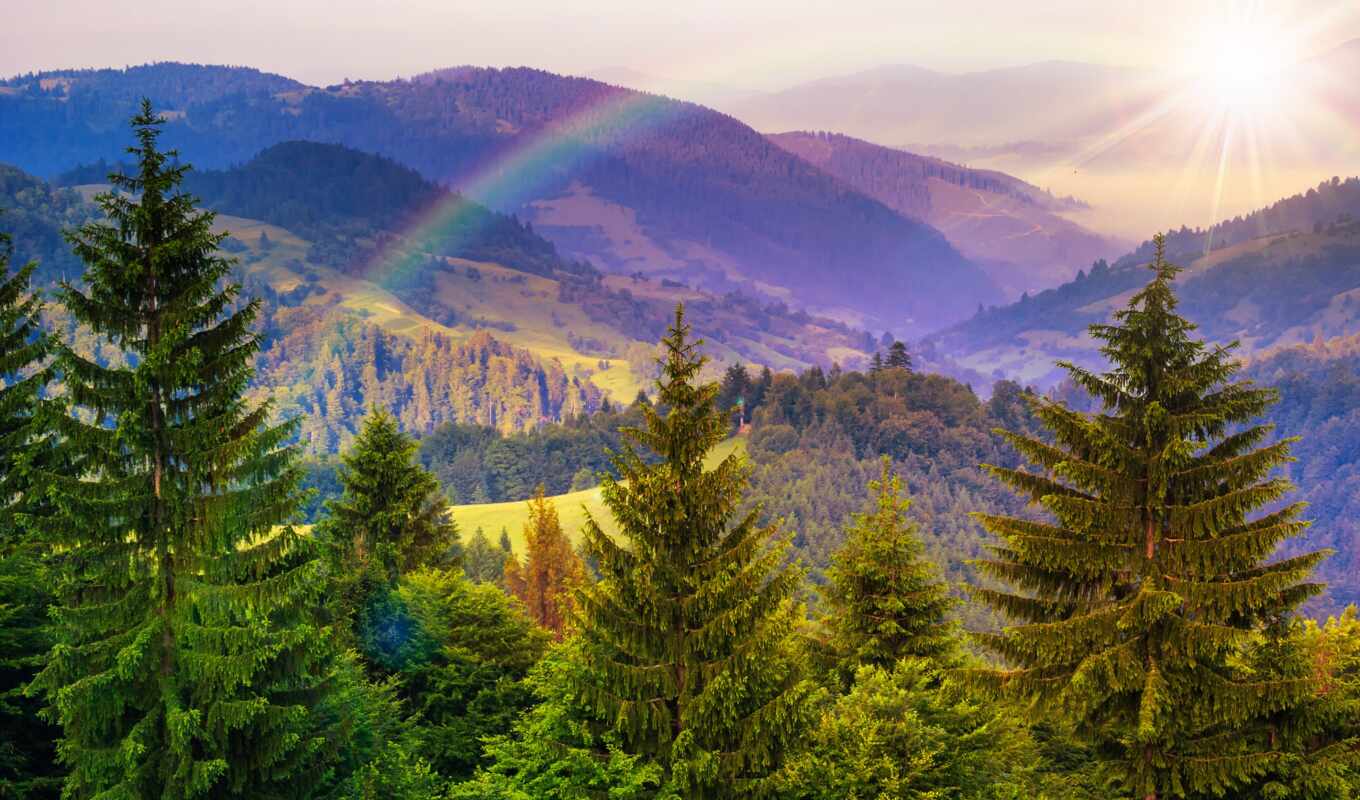 природа, дерево, радуга, гора, landscape, pine, fore