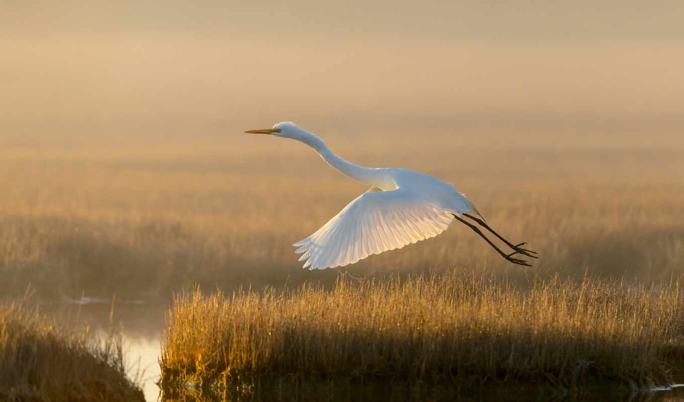 white, grass, flight, long, egret, vuelo