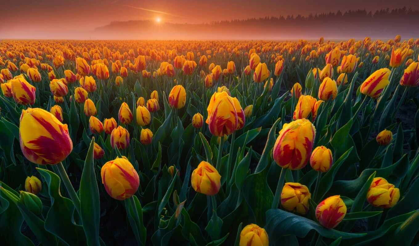 morning, tulip, funart, because