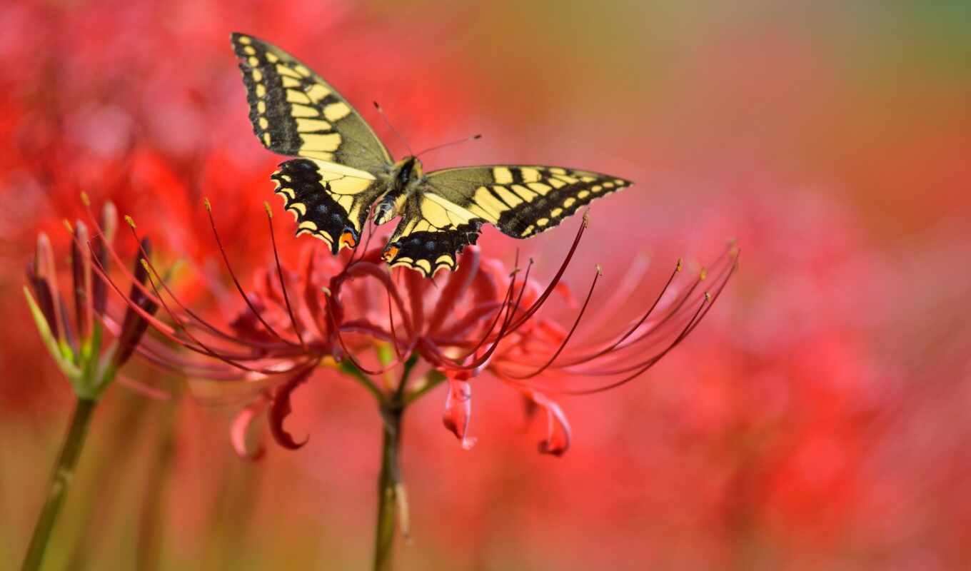 flowers, butterfly, red, beautiful, sit