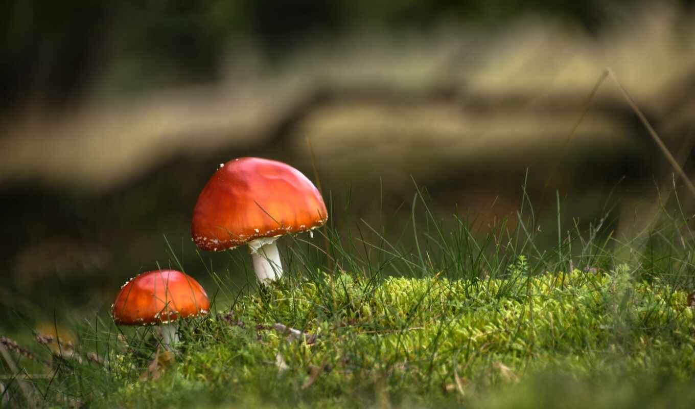 blurring, mushroom