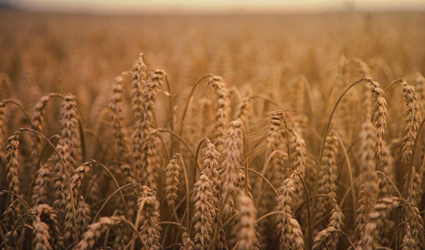 серьги, one, пшеница