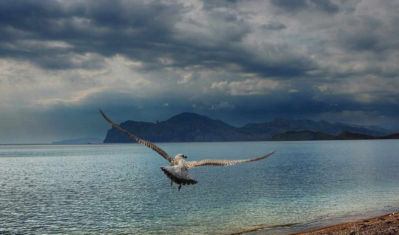полет, гора, море, птица, fly, seagull