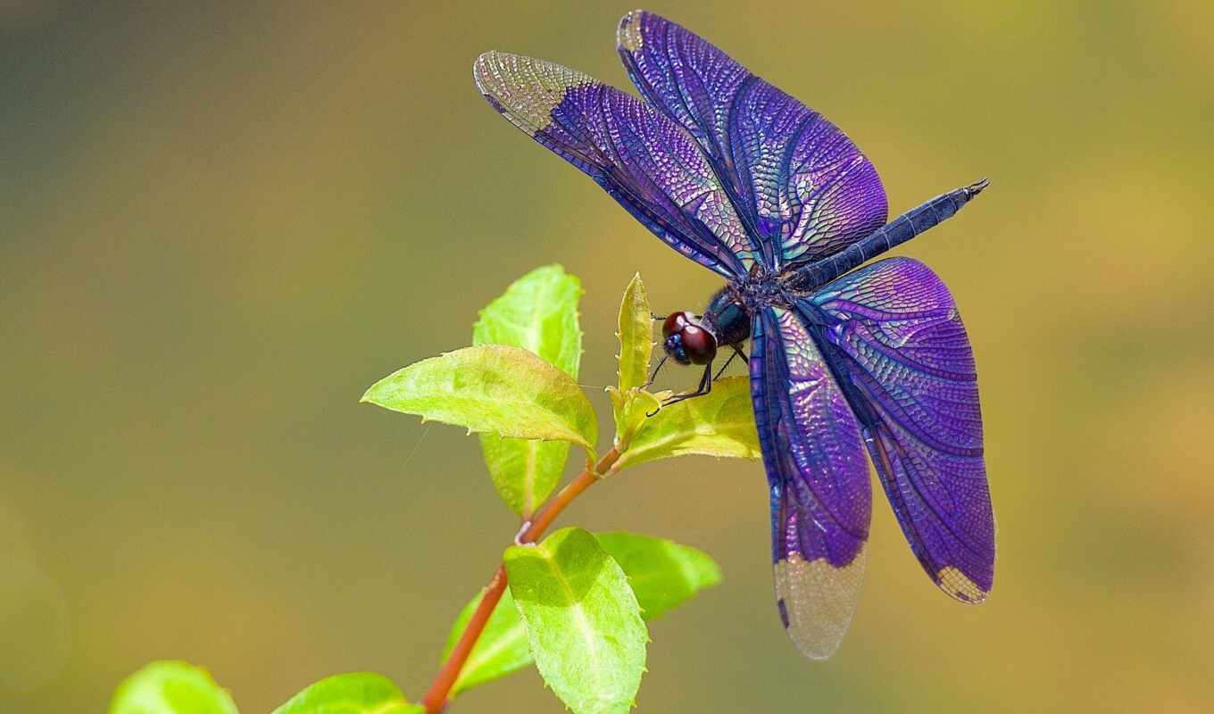 picture, macro, beautiful, dragonfly, zhivotnye, insects, dragonflies