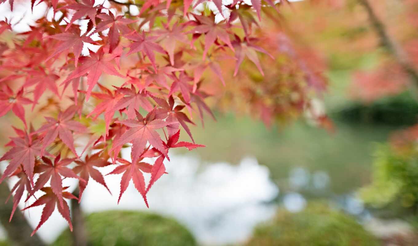 sheet, tree, red, autumn, branch, maple, side, blurring, makryi, klnyi
