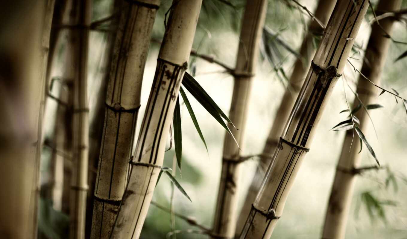 бамбук, health