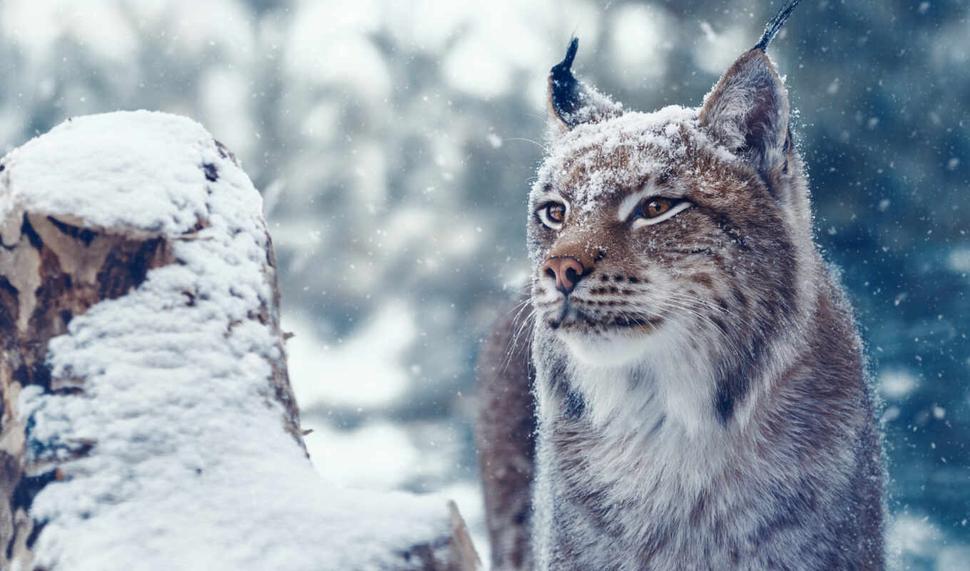 снег, кот, wild, морда, рысь, nieve