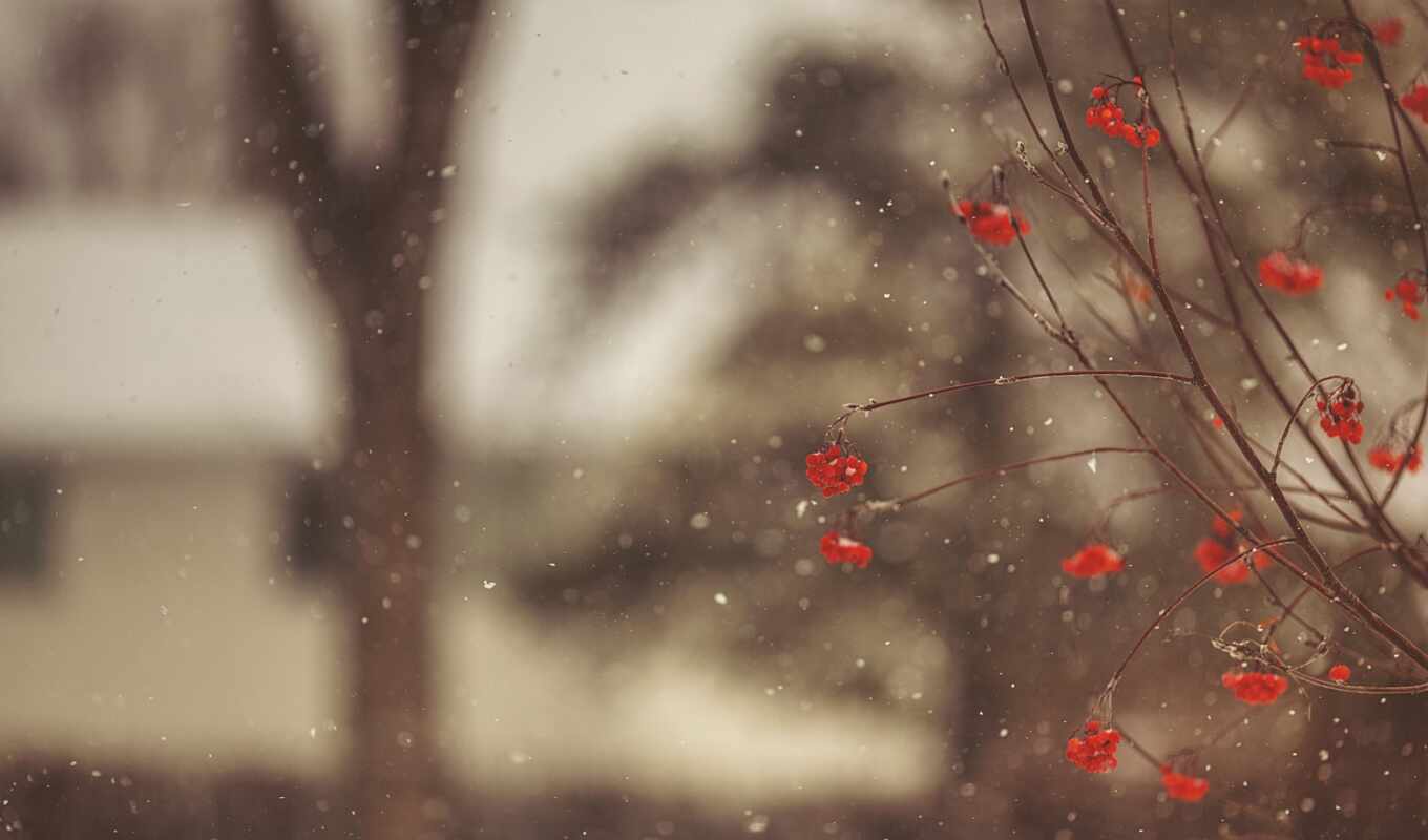rain, tree, snow, winter, branch, snowflake, berry, ashberry, makryi