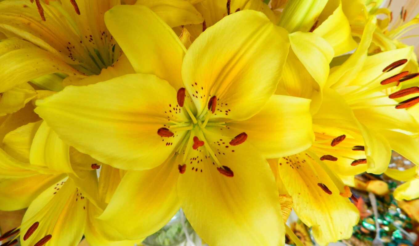 цветы, yellow, букет, lily