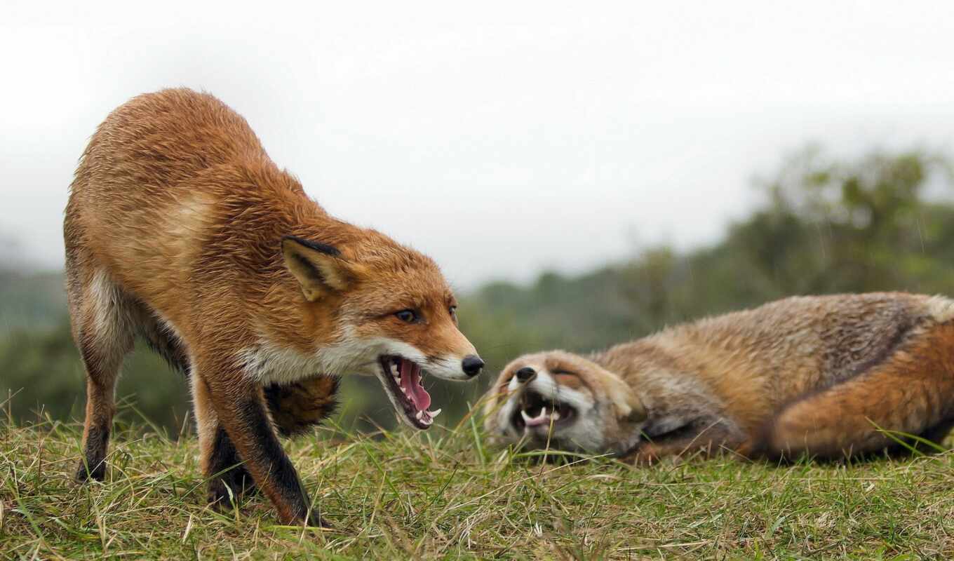 nature, game, two, foxes, two, look, play, brother, lipstick, flirting