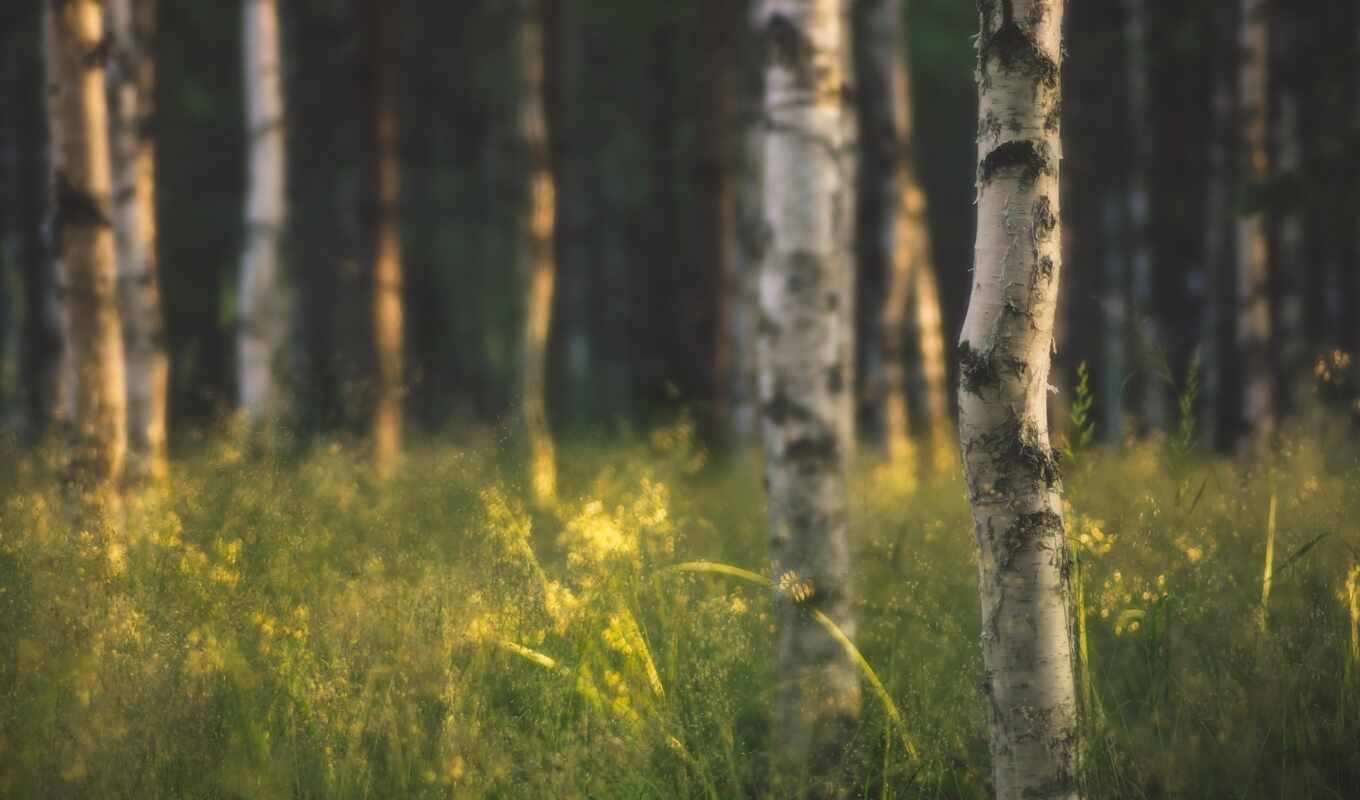 collection, iphone, picture, forest, яndex, collections, thermodreves