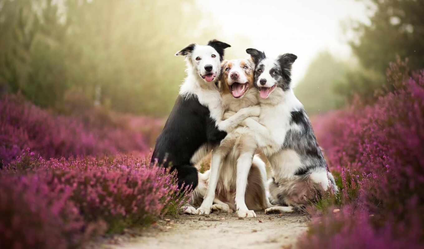 dog, puppy, animal, sweetheart