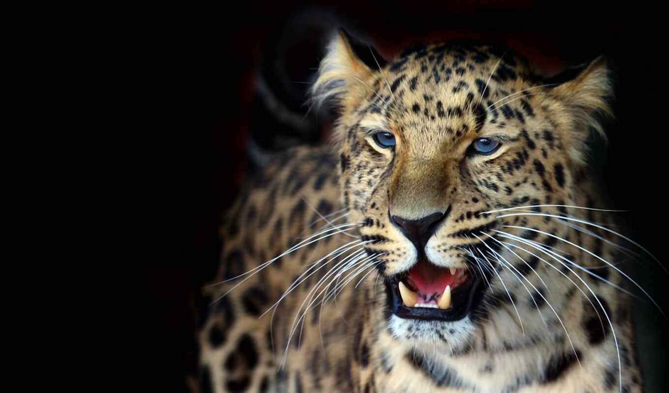 leopard, shank