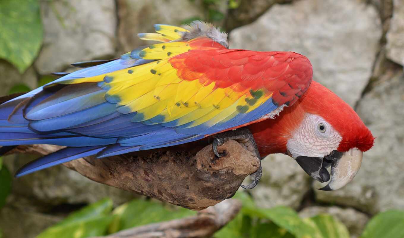 ara, птица, color, foto, macaw, libre, regal-a