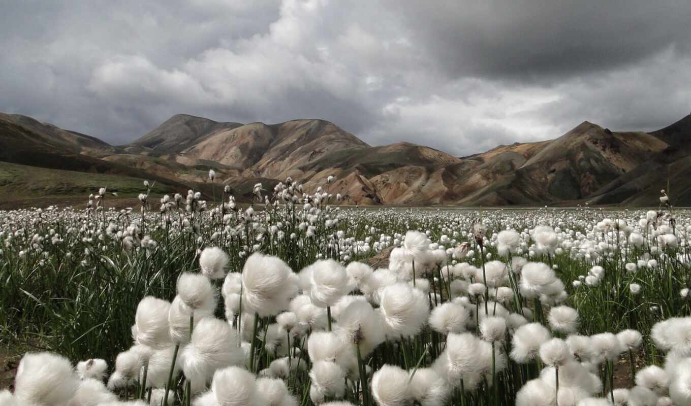 flowers, white, mountain, field, landscape, plant, iceland, national, cotton, geographic