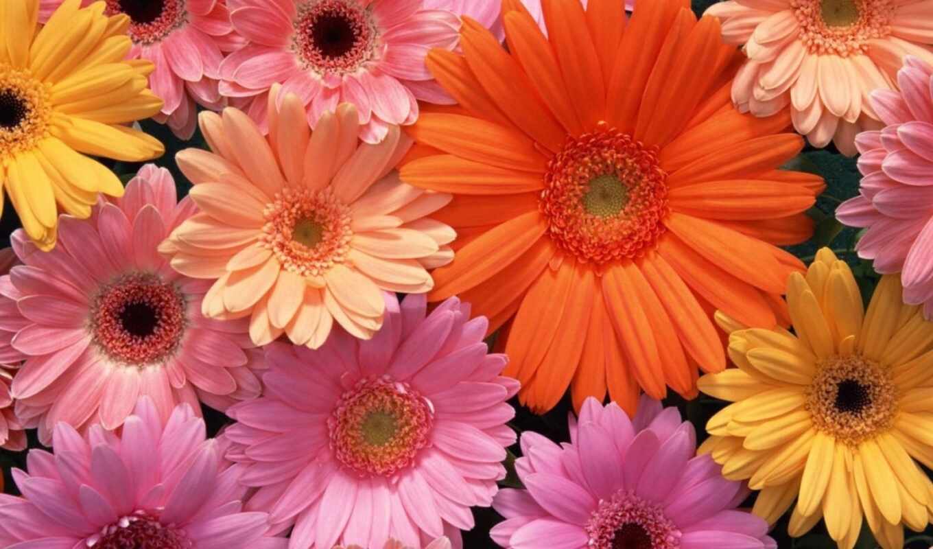 цветы, красочные, оранжевый, color, daisy, seed, gerbera
