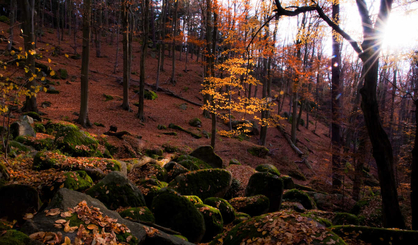 природа, лес, великолепные, земли, природы, балла, autumn, красоты