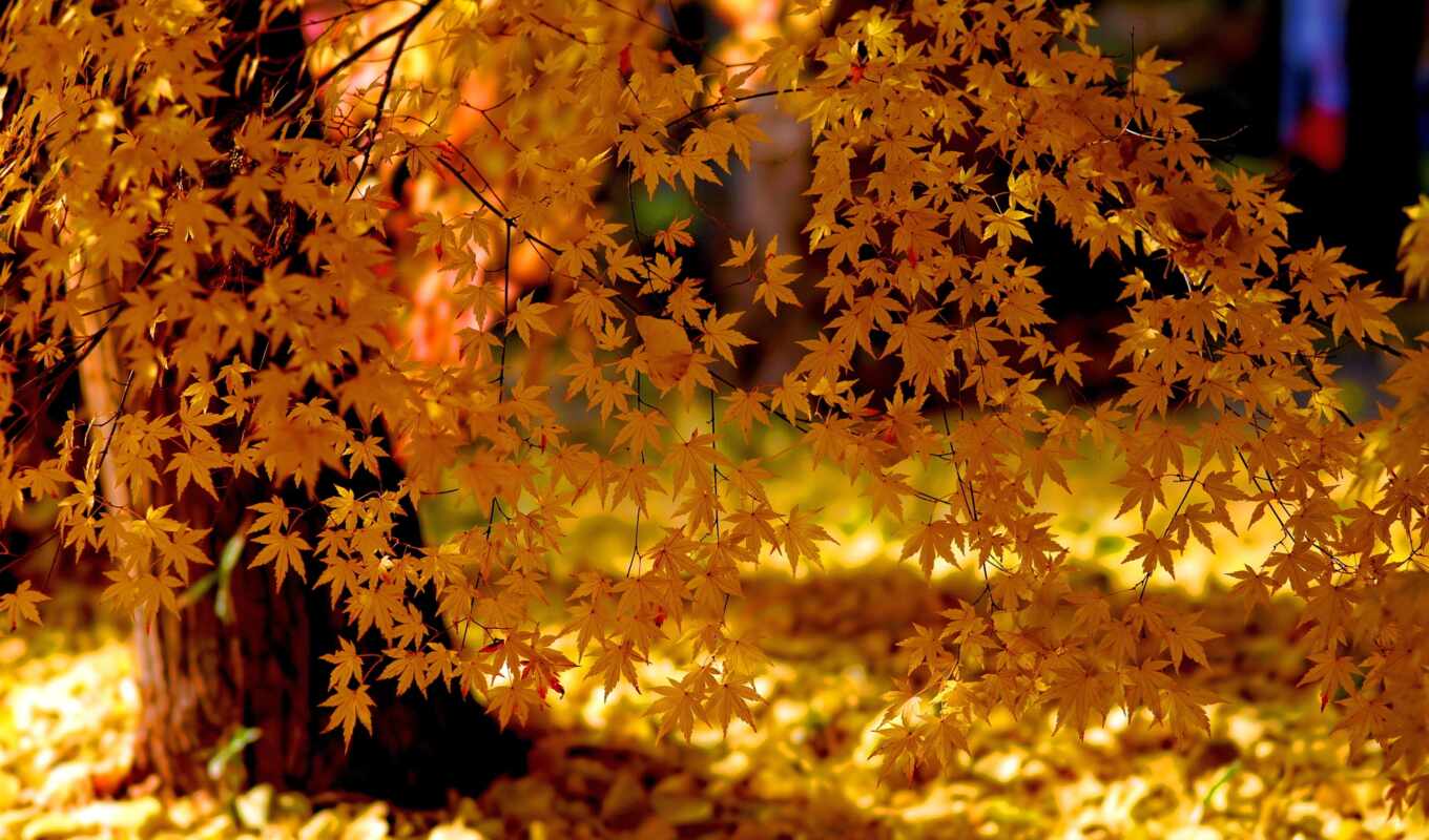 осень, природа, листья, деревья, золотая, свет, 