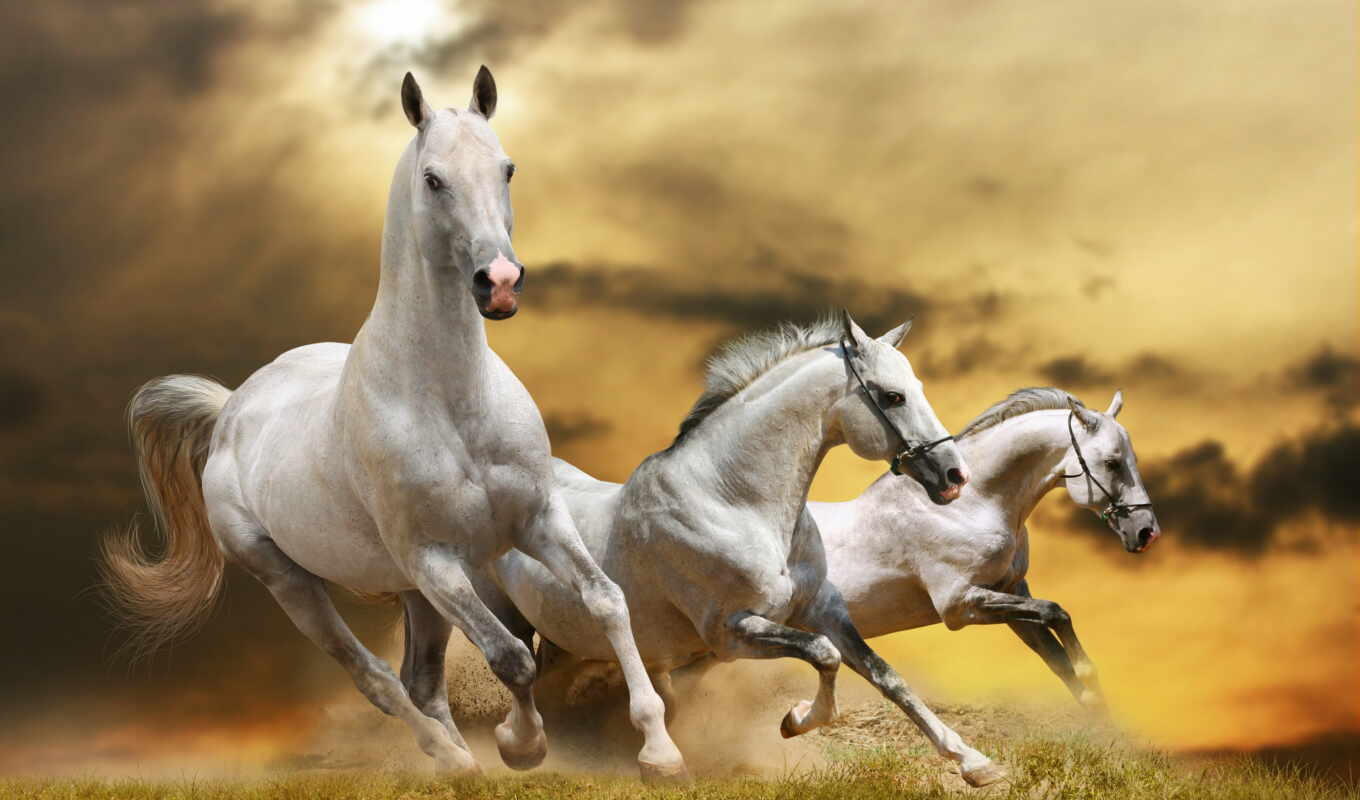 белые, лошадь, лошади, белых, ани, трио, фотообоев, фотопанно, manufacture, фотообои