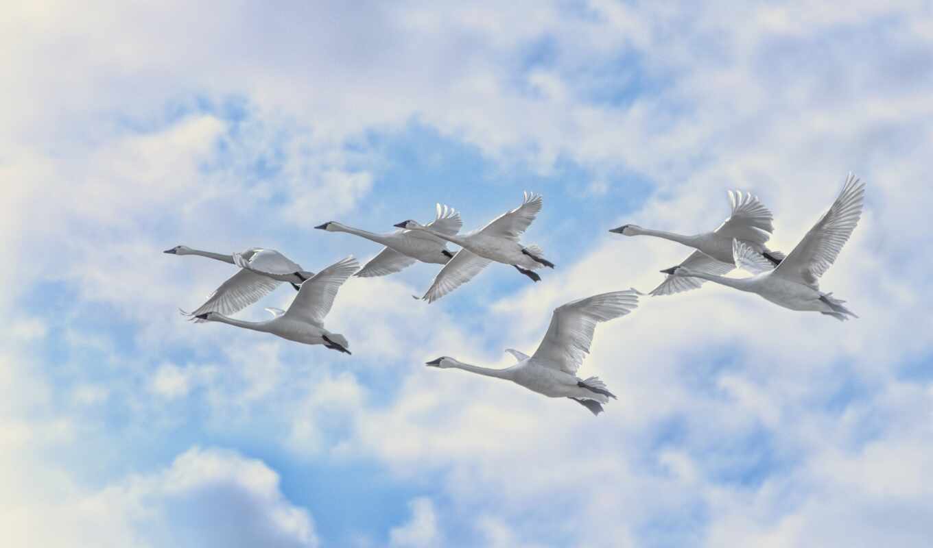 sky, white, flight, swans, white, sheep, sky, birds, youtube, cloud, birds