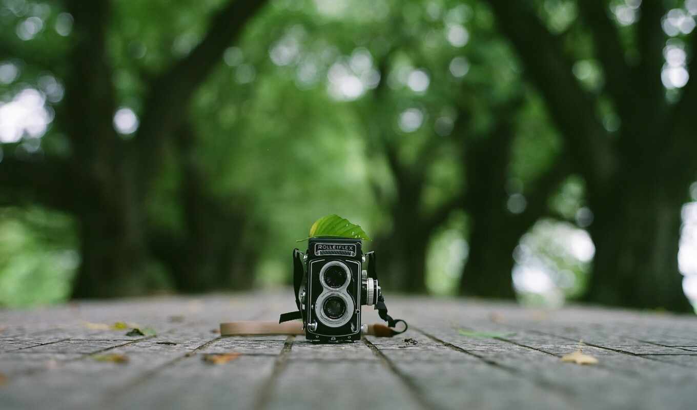 photo camera, sony, digital, tree, rolleiflex