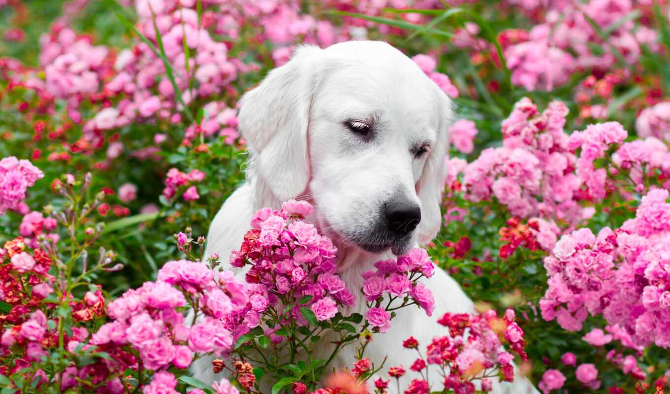 цветы, собака, funart, krasivostus