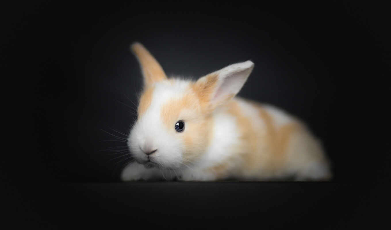 cute, animal, rabbit, baby, bunny