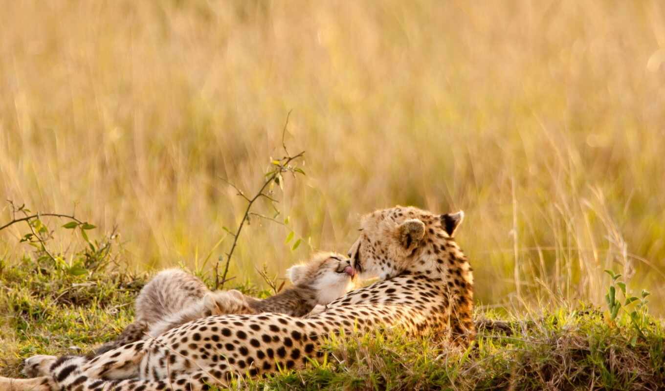 природа, трава, кот, животные, леопард, animal, гепард, baby