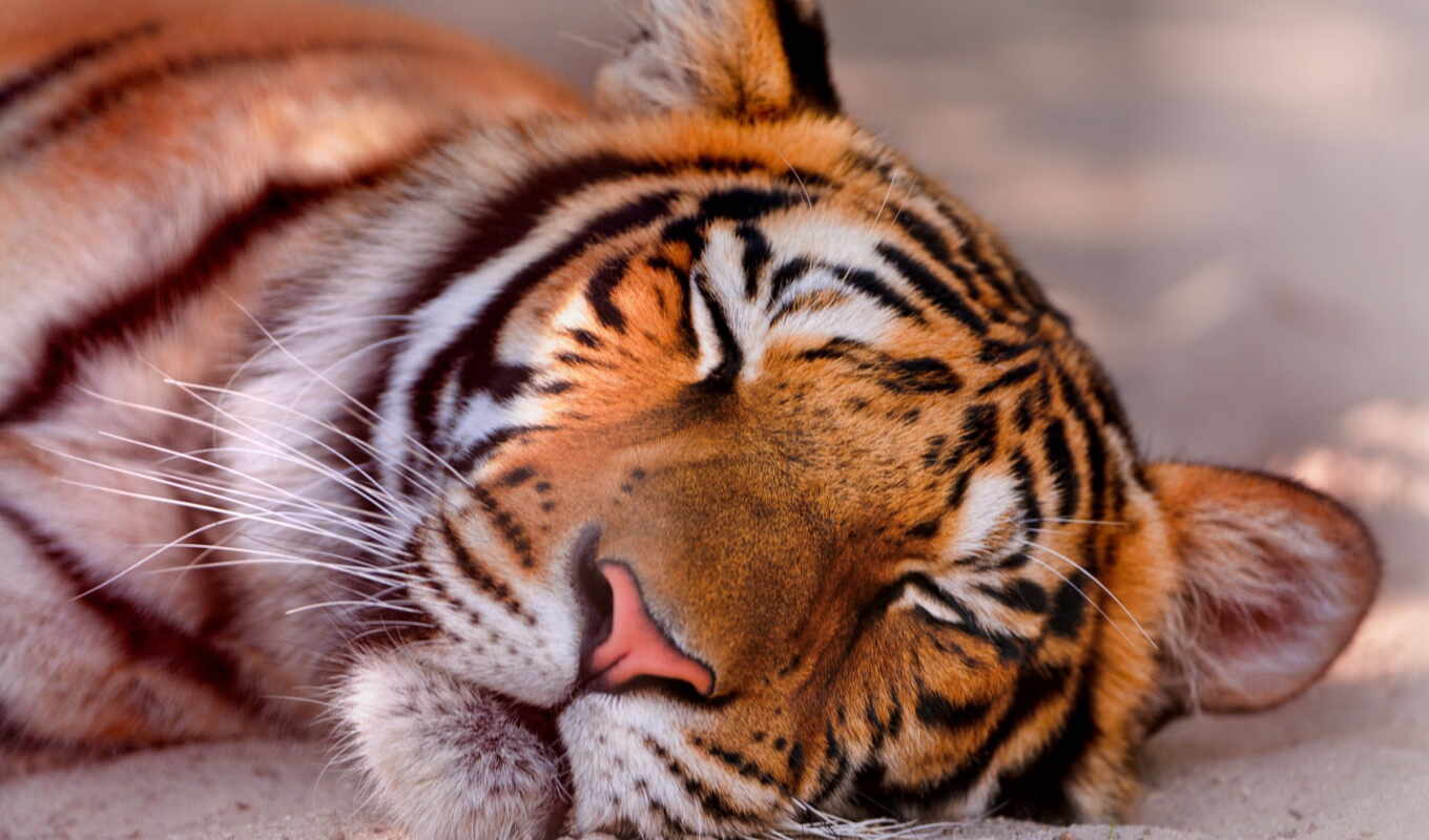wallpapers, hd, picture, picture, save, like, tiger, muzzle, sleeping, tiger, choose, with the button, right, mice, downloads