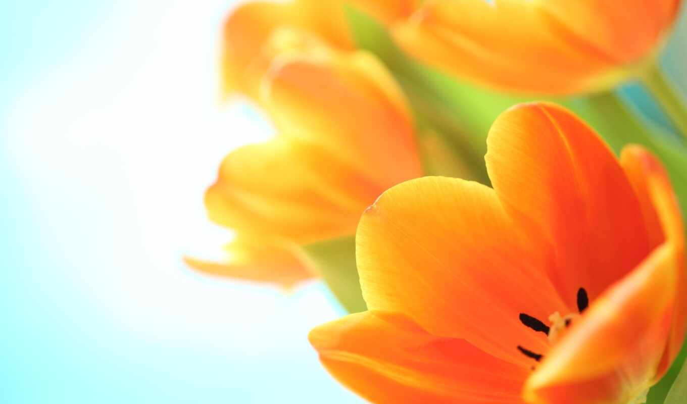 цветы, макро, большие, весна, тюльпаны, букет, оранжевые