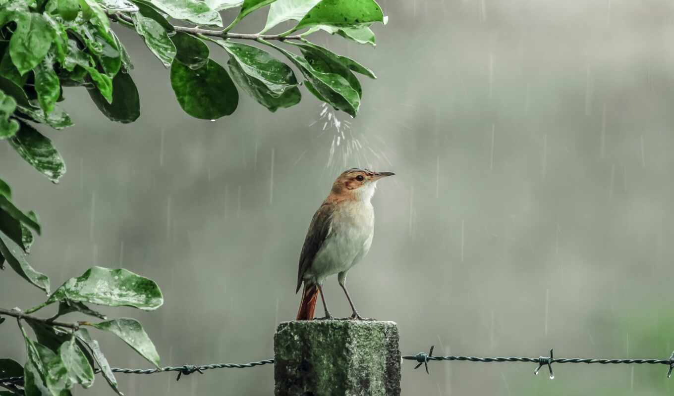 природа, дождь, дерево, птица, растение, ветка, клюв, перо, забор, прут, певчая птица