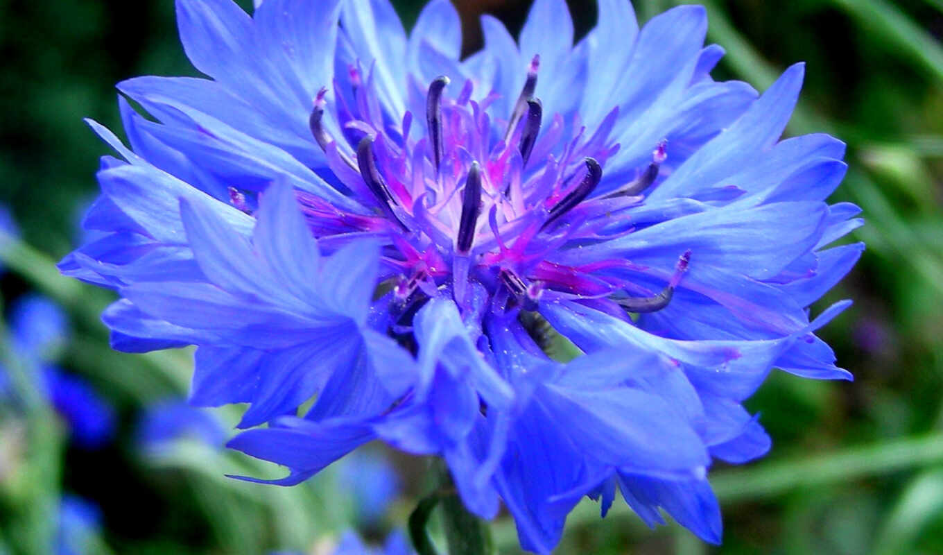 flowers, blue, macro, veils, you, centaurea