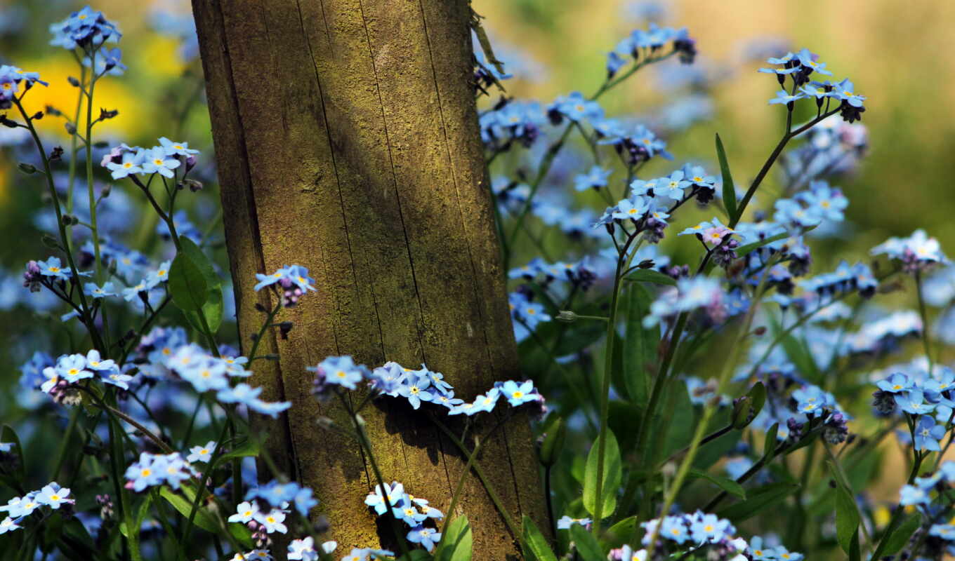 nature, flowers, summer, tree, grass, forget - me - nots, plants