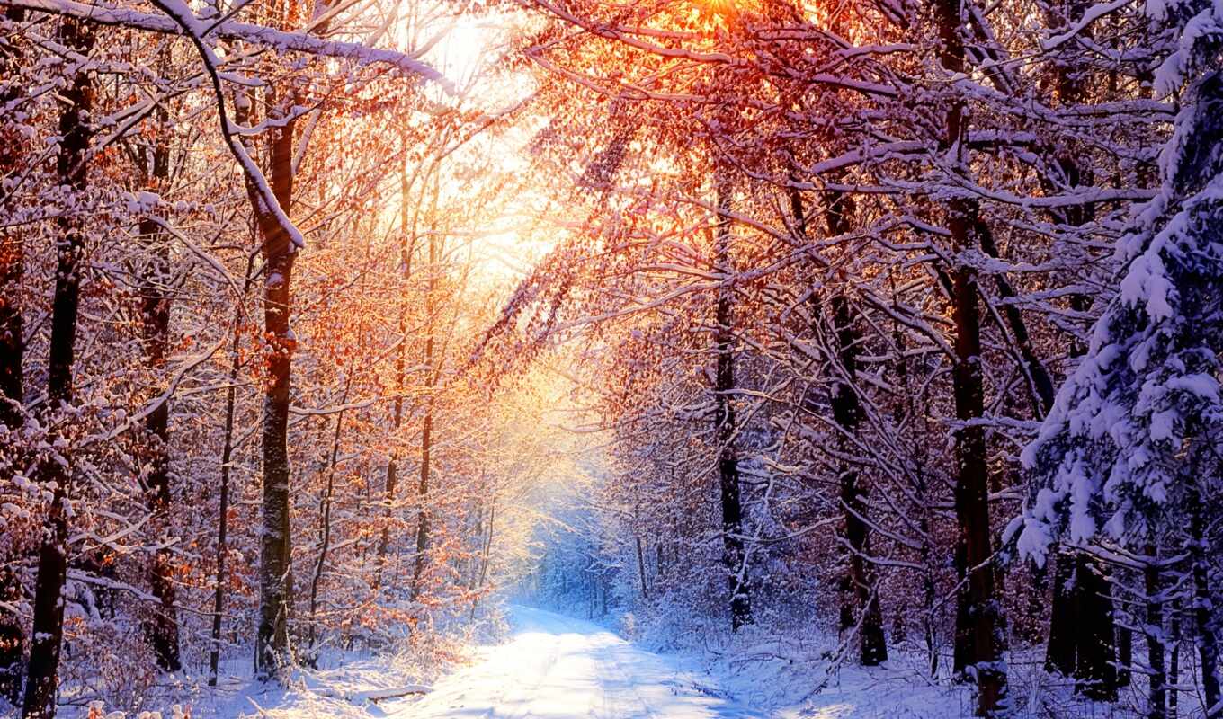 природа, sun, снег, красивые, winter, лес, дорога, trees, аллея