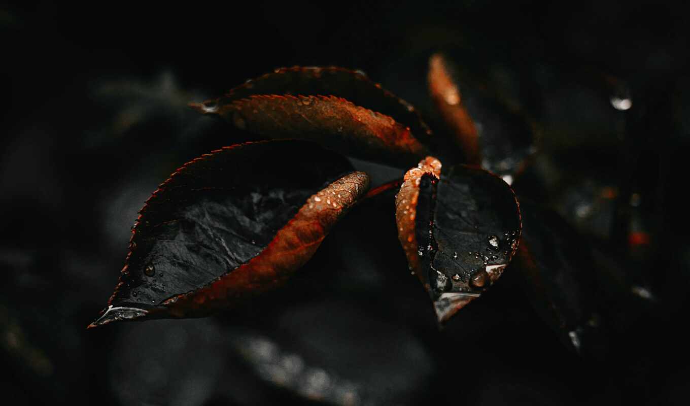 drop, leaf