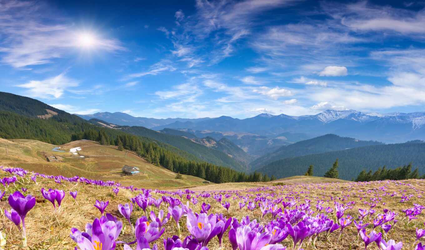 природа, цветы, гора, весна, красивый, крокус, весны, cvety