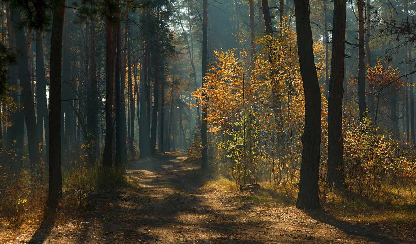 свет, дерево, лес, дорога, осень, branch, pine, fore
