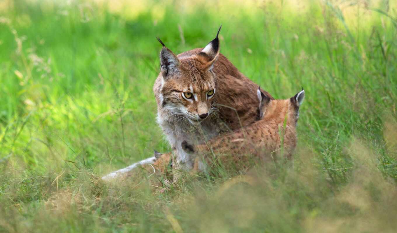 nature, grass, animals, the cub, baby, two, small, kitty, lynx