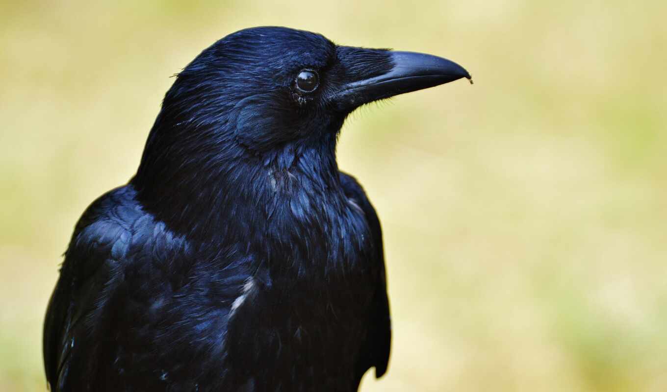 nama, bird, animal, yang, indonesia, warna, pictures, crow, black, buring, jenis